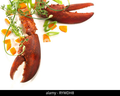 Krebstier - Hummer auf weißem Hintergrund Stockfoto