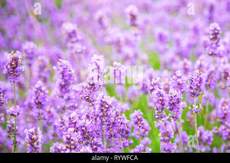 Lavendelfeld bei Sommer Sonnenuntergang. Nahaufnahme von Lavendel Blume über verschwommenen Hintergrund. Weiche und Unschärfe Stil für den Hintergrund. Lavendel Blume auf dem Feld Stockfoto