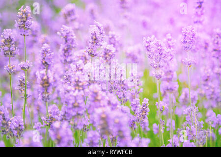 Lavendelfeld bei Sommer Sonnenuntergang. Nahaufnahme von Lavendel Blume über verschwommenen Hintergrund. Weiche und Unschärfe Stil für den Hintergrund. Foto mit sehr flachen Dept Stockfoto