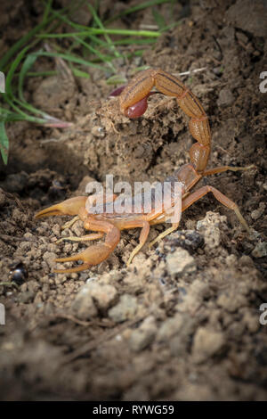 Indian Red Tail Scorpion Scorpion, Hotenttota tamulus, Saswad, Pune, Maharashtra, Indien Stockfoto