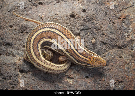 Top Ganzkörper Ansicht der indischen Drei gebändert Skink, Eutropis trivittata dorsalen Shot, Saswad, Pune, Maharashtra, Indien Stockfoto