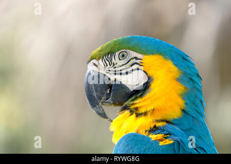 Blau-gelbe Ara (Ara ararauna), Detail der Kopf der schönen Muster in Gefangenschaft. Stockfoto