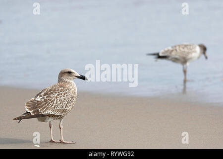 Kelp Möwe (Larus dominicanus), Portrait im Detail von Jungfischen von einzelnen in ihrem natürlichen Lebensraum zu Fuß der Küste entlang des Strandes. Stockfoto