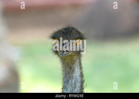 Gemeinsame Emu (Dromaius novaehollandiae), Leiter Detail eines erwachsenen Muster in Gefangenschaft. Stockfoto