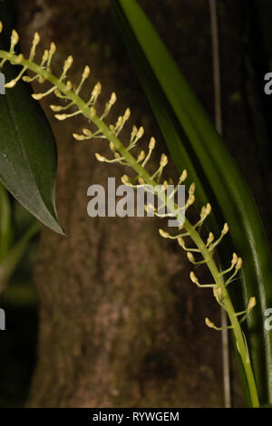 Liparis galeata Orchidee, durgapur Dorf, Assam, Indien Stockfoto