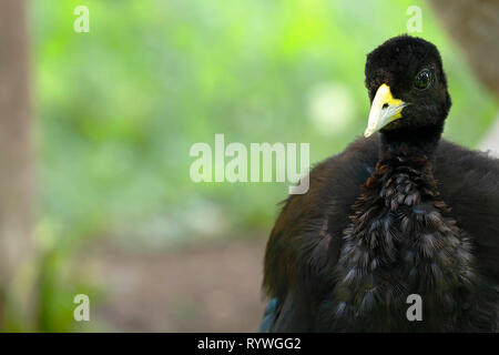 Blass - winged Trompeter (Psophia leucoptera), Detail der Kopf der schönen Muster in Gefangenschaft Stockfoto