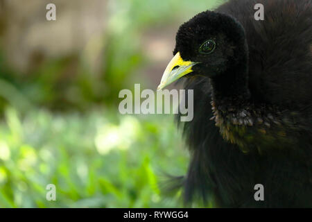 Blass - winged Trompeter (Psophia leucoptera), Detail der Kopf der schönen Muster in Gefangenschaft Stockfoto