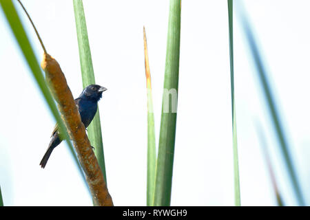 Blau-schwarz (grassquit Volatinia jacarina), Portrait im Detail eines einzelnen in ihrem natürlichen Lebensraum auf einem Zweig der Vegetation thront. Stockfoto