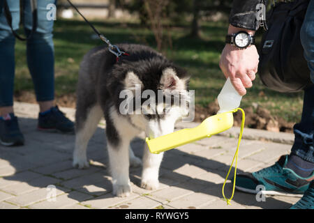 Husky Hund mit Besitzer Wandern in den Frühling Park, Trinkwasser Stockfoto