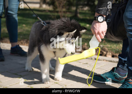 Husky Hund mit Besitzer Wandern in den Frühling Park, Trinkwasser Stockfoto