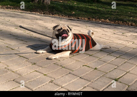 Hunderasse Mops liegen auf dem Bürgersteig in der Spring Park Stockfoto