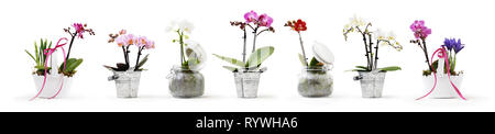 Blumen in Töpfe auf weißem Hintergrund isoliert, Web Banner mit Kopie Raum für Florist Shop Konzept Stockfoto