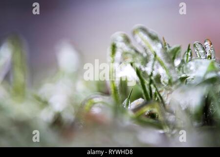 Bukarest, Rumänien - Januar 27, 2019: Das Gras mit Eis nach einem Winter Ice Storm, in Bukarest, Rumänien. Stockfoto