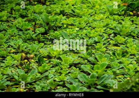 Teich mit Wasser bedeckt Salat (muschelblumen stratiotes), selektiven Fokus Stockfoto