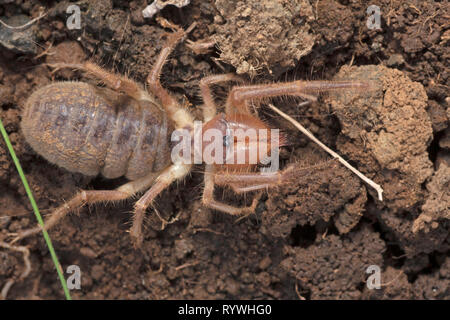 Solifuge, Galeodes Granti, Saswad, Pune, Maharashtra, Indien Stockfoto