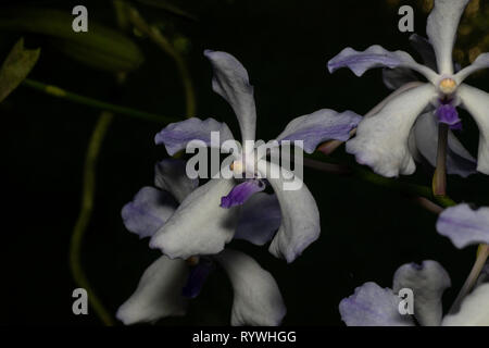 Vanda coerulea, durgapur Dorf, Nagaland, Indien Stockfoto