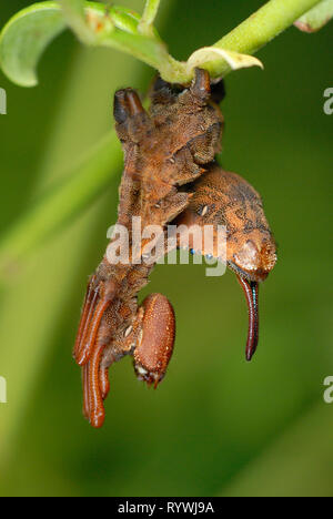 Seltsame Lobster Moth Caterpillar (Stauropus fagi) Stockfoto