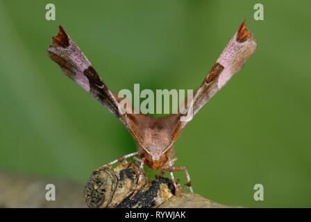 Lila Thorn Motte (Selenia tetralunaria) ruht auf einem Log Stockfoto