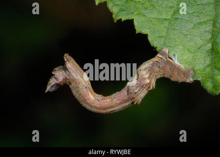 Frühe Thorn motte Caterpillar (Selenia Dentaria) getarnt als ein Zweig Stockfoto