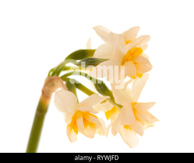 Flora von Gran Canaria - Narcissus tazetta, paperwhite Narcissus, auf weißem Hintergrund Stockfoto