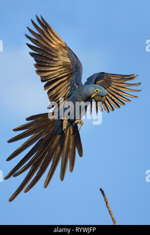 Gefährdete Hyazinthara (Anodorhynchus hyacinthinus) fliegen Stockfoto