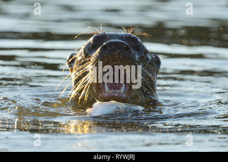 Giant River Otter (Pteronura brasiliensis) Berufung beim Essen ein Fisch Stockfoto