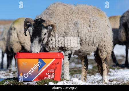 Swaledale Mutterschafe essen einen hohen Energiezufuhr Blockieren durch schlechtes Wetter auf dem Moor, wo sie überwintern sind zu helfen. North Yorkshire, UK. Stockfoto