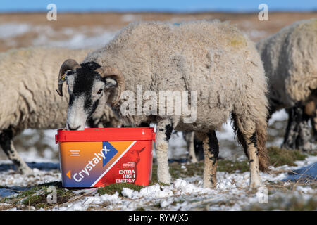 Swaledale Mutterschafe essen einen hohen Energiezufuhr Blockieren durch schlechtes Wetter auf dem Moor, wo sie überwintern sind zu helfen. North Yorkshire, UK. Stockfoto