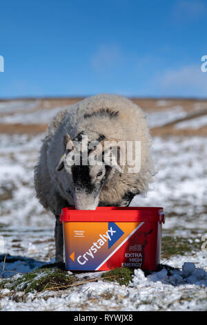 Swaledale Mutterschafe essen einen hohen Energiezufuhr Blockieren durch schlechtes Wetter auf dem Moor, wo sie überwintern sind zu helfen. North Yorkshire, UK. Stockfoto