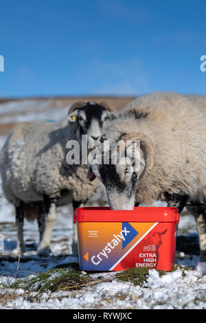 Swaledale Mutterschafe essen einen hohen Energiezufuhr Blockieren durch schlechtes Wetter auf dem Moor, wo sie überwintern sind zu helfen. North Yorkshire, UK. Stockfoto