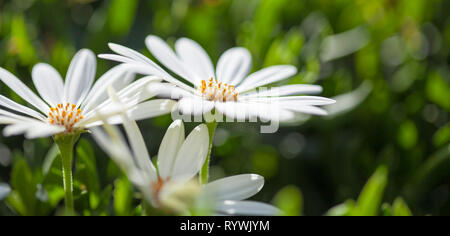 Blühende Osteospermum, Kapkörbchen natürliche floral background Stockfoto