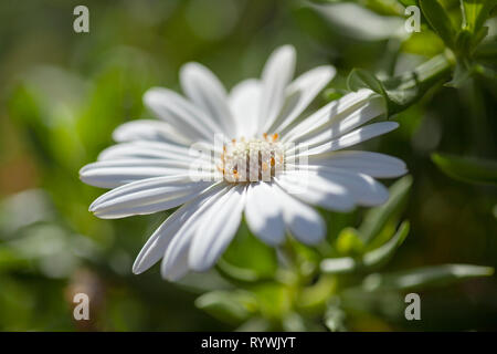 Blühende Osteospermum, Kapkörbchen natürliche floral background Stockfoto