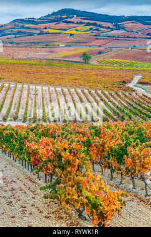 Weinberge im Herbst. Stockfoto