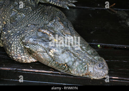 Krokodil in Phumĭ Mé Chrey schwimmenden Dorf auf Tonlé Sap See, Ek Phnom, in Battambang, Kambodscha Stockfoto