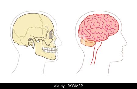 Die menschliche Anatomie Zeichnungen - Gehirn und Schädel Seite Ansichten Stock Vektor