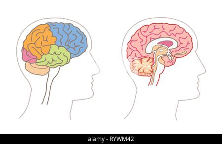 Die menschliche Anatomie Zeichnungen - Gehirn Nocken und Sagittalschnitt Stock Vektor