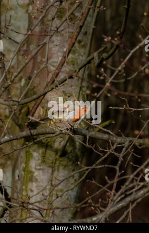 Eine kleine Robin landete auf einem Zweig oder Ast unter den trockenen Winter Bäume in Schottland Stockfoto