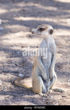 Schlankschwänzige Erdmännchen, Suricata suricata, die auf ihren Hinterbeinen auf der Aussichtsplattform am Nordkap, Kalahari, Südafrika, sitzt Stockfoto