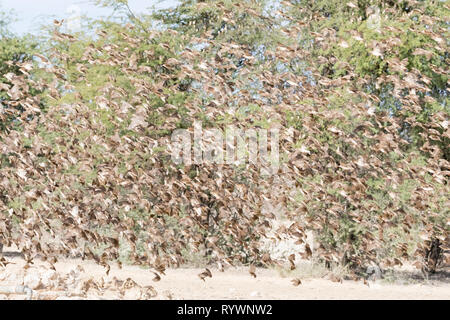 Herde von Red-billed Quelea, Red-billed Weaver, Red-billed Dioch (Quelea quelea) fliegen in ein Wasserloch, Kgalagadi Transfrontier Park, Northern Cape, Stockfoto