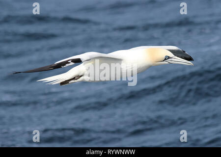 Northern Gannet Morus bassanus im Flug, Rockall Trough, Atlantik Stockfoto