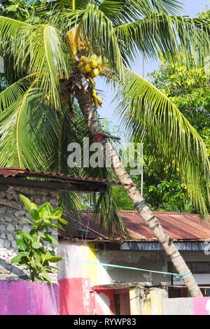 Isolierte Palm Tree über farbige Häuser (Ari Atoll, Malediven) Stockfoto