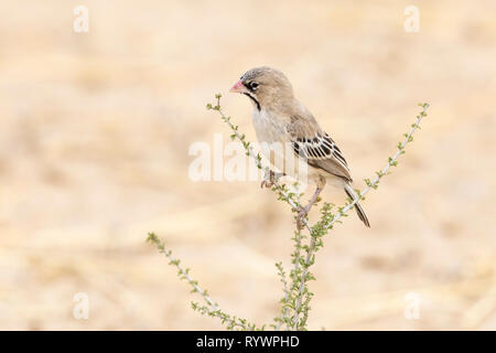 Schuppig - federwild Weaver (Sporopipes squamifrons) aka Schuppig - featherd Fink, Kgalagadi Transfrontier Park, Northern Cape, Südafrika Stockfoto