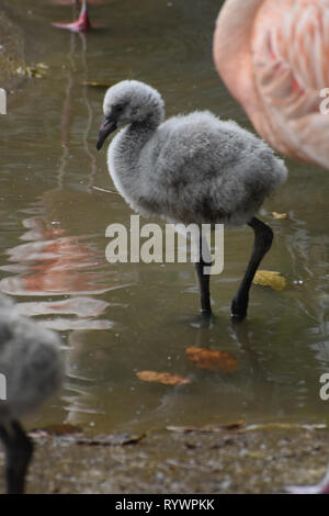 Adorable flamingo Baby stehen in einem Pool von Wasser Stockfoto