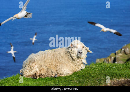 Weiße Schafe auf dem Meer auf einer Klippe und Basstölpel (Morus bassanus) hochfliegende entlang der schottischen Küste in Schottland, Großbritannien Stockfoto