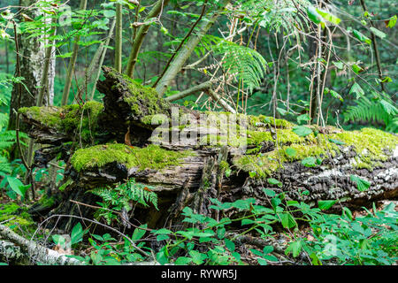 Wald Landschaften Konzept: Alte trocken gefallenen Baum im Wald bewachsen mit Moos und Pflanzen. Stockfoto