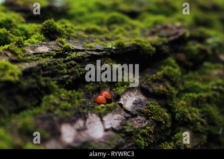 Kleine rote Pilze wachsen auf Rinde Nahaufnahme Makro Fotografie zwischen grünen Moos Vegetation in der Ukraine Stockfoto