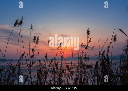 Zuckerrohr Vegetation auf den Winter Landschaft Hintergrund. Sunset Landschaft über den gefrorenen See in Kriwoi Rog, Ukraine Stockfoto