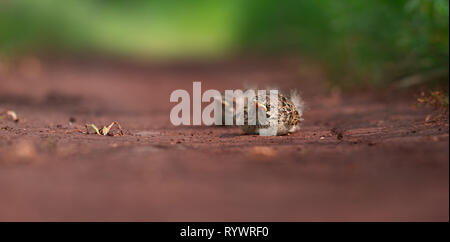 Starling Hühner sitzen auf dem Rot auf Grün verschwommenen Hintergrund Nahaufnahmen Stockfoto