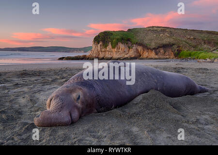 Ein bull Elephant seal snoozes um beim Morgengrauen eines neuen Tages. Stockfoto