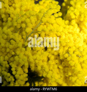 Die Details der Blüte Acacia dealbata oder silber Wattle Stockfoto